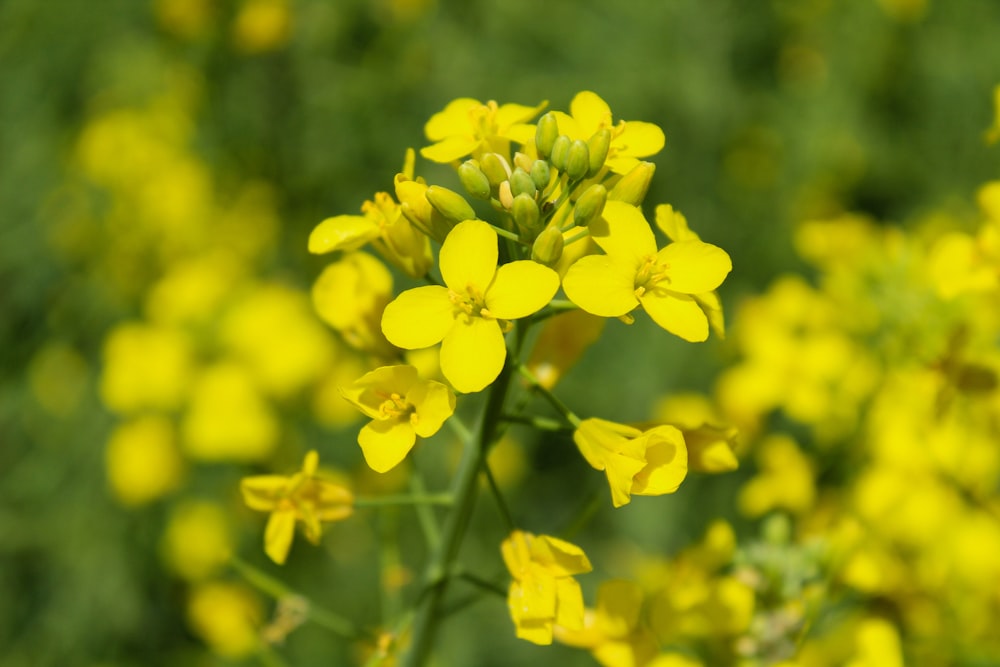 a bunch of yellow flowers in a field