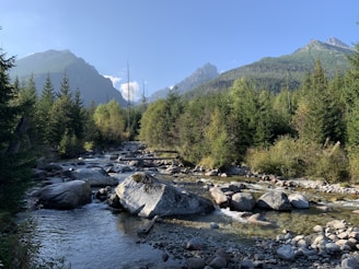A tranquil mountain stream reflecting the clear blue sky, framed by tall pines and wildflowers.