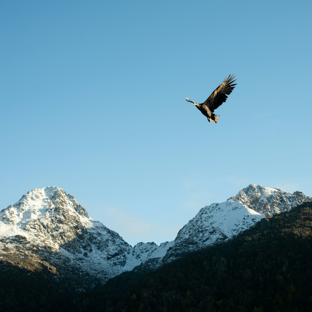 a large bird flying over a mountain range