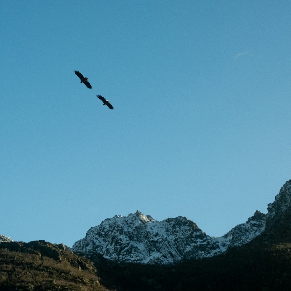 a couple of birds flying over a mountain range