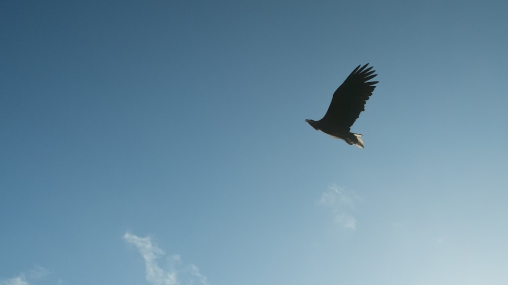 a large bird flying through a blue sky