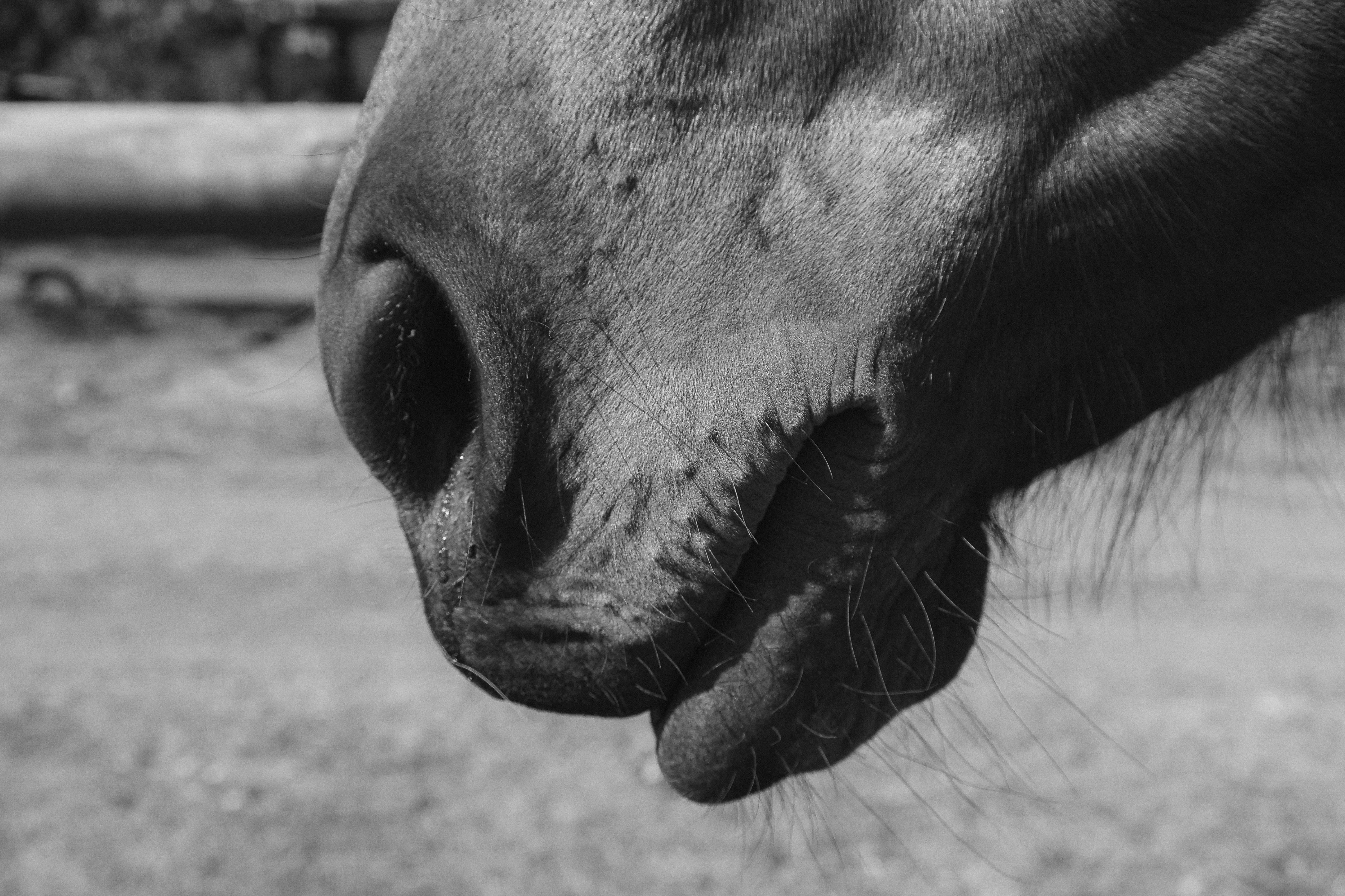 A black and white photo of a horse's nose photo Free South africa