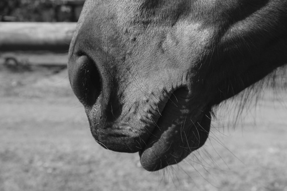 a black and white photo of a horse's nose
