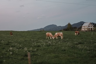 A serene farm landscape with animals grazing peacefully.