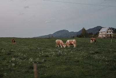 A serene farm with dairy cows grazing and fresh produce displayed.