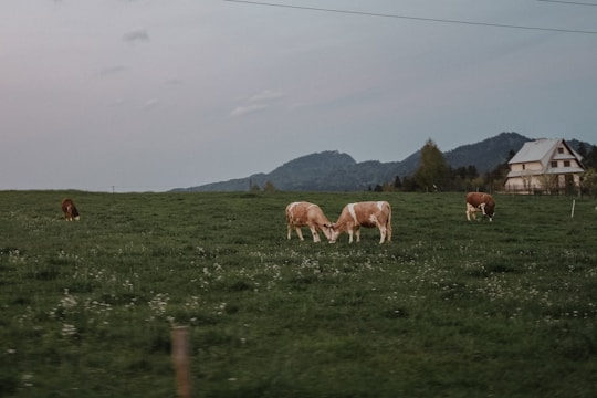 A serene dairy farm landscape with cows grazing in a green field.