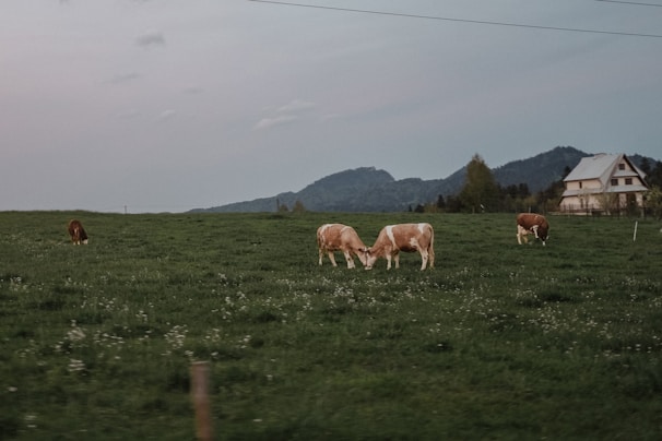 A serene farm scene with livestock grazing peacefully.
