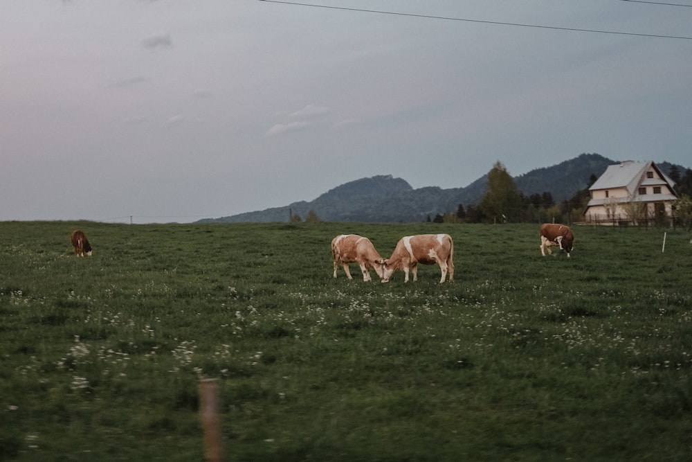 a herd of cattle grazing on a lush green field