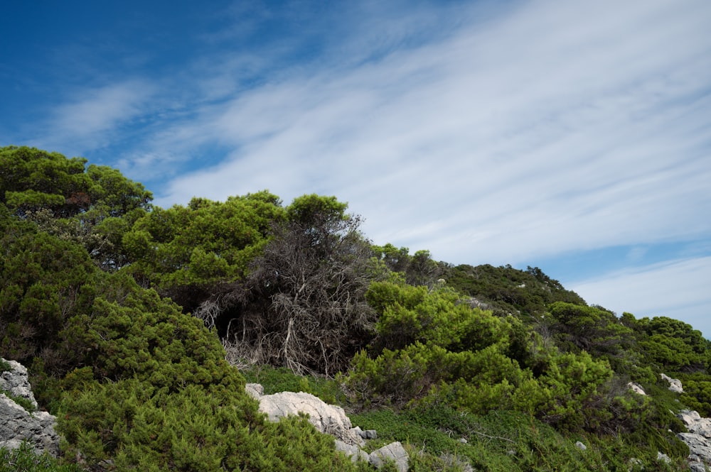 a hill covered in trees and rocks under a blue sky