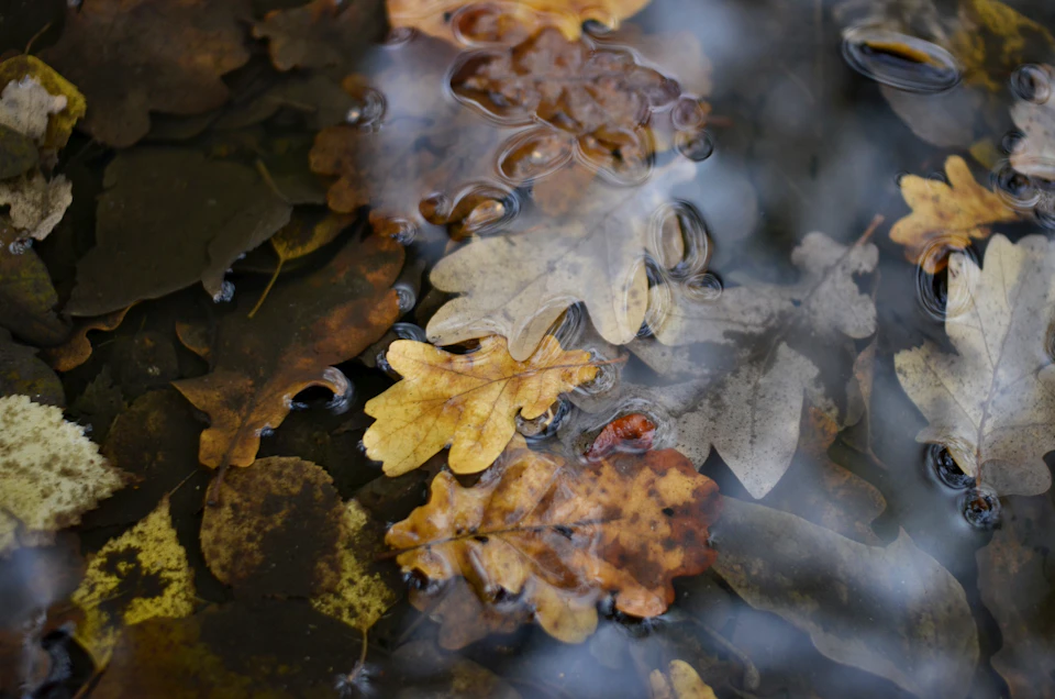 Close-up view of autumn leaves floating on water's surface, showcasing various leaf colors