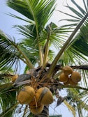 A close-up of ripe coconuts hanging in a sunlit palm grove.