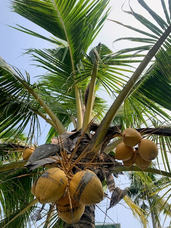 Close-up of ripe coconuts hanging in clusters on tall palm trees.