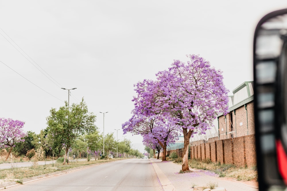 a tree with purple flowers in the middle of a street