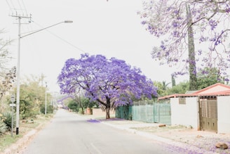 A vibrant street scene in Altadena with morning light casting long shadows over blooming jacaranda trees.