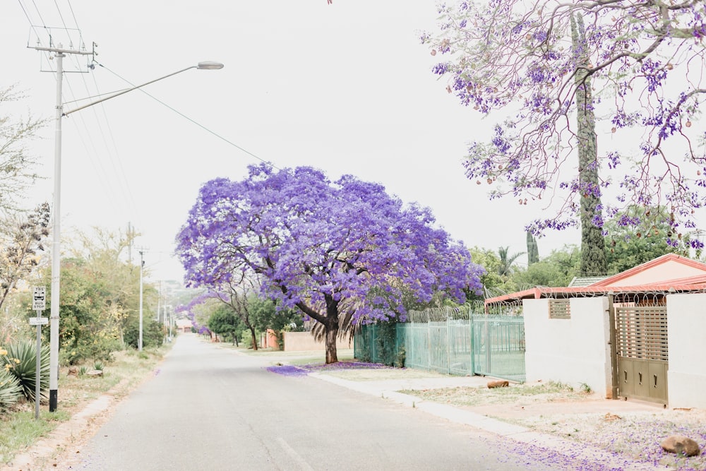 a tree with purple flowers on the side of a road