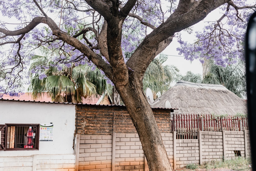 a tree in front of a brick building