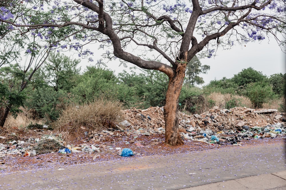 there is a tree that is next to a pile of trash