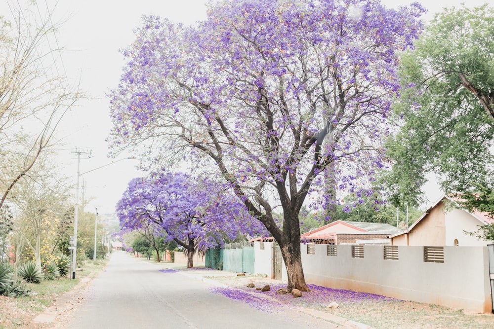 a tree with purple flowers in the middle of a street