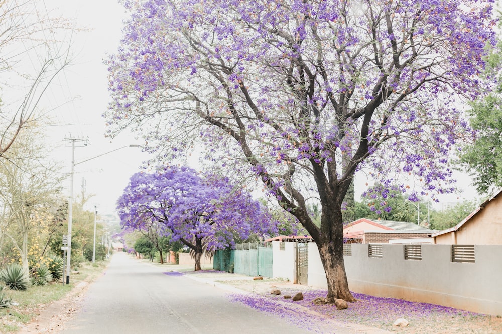 a tree with purple flowers in the middle of a street