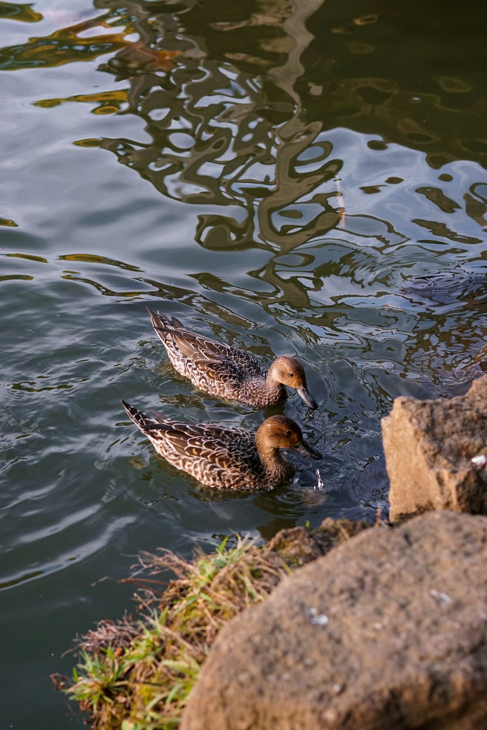 two ducks swimming in a pond next to some rocks
