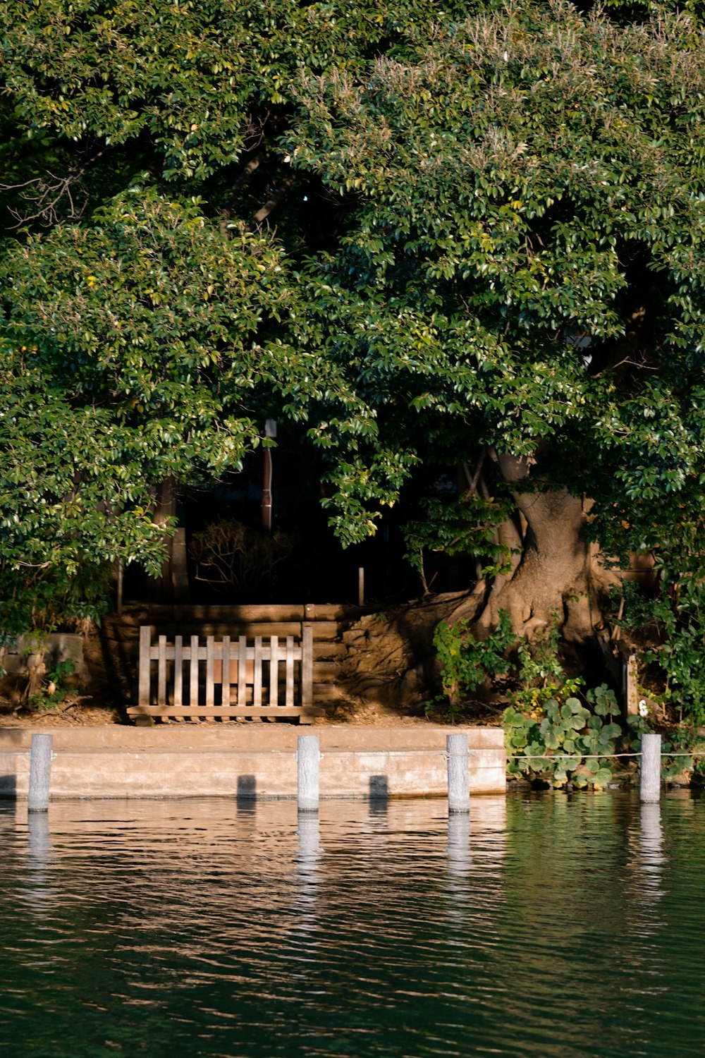 a wooden bench sitting under a tree next to a body of water