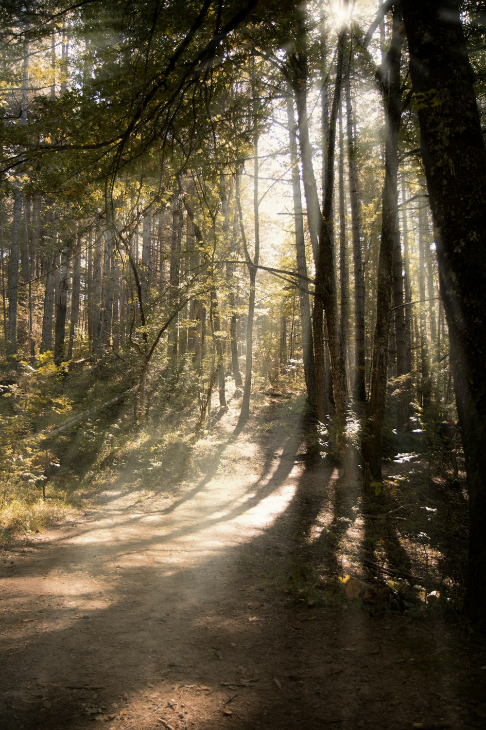 a dirt road in the middle of a forest