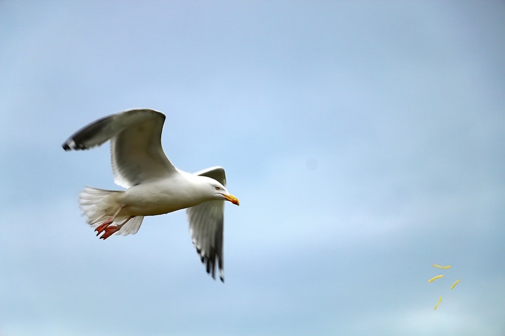 uma gaivota voando no céu com as asas abertas