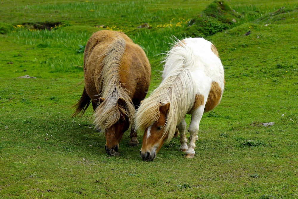 two brown and white horses are walking in a field