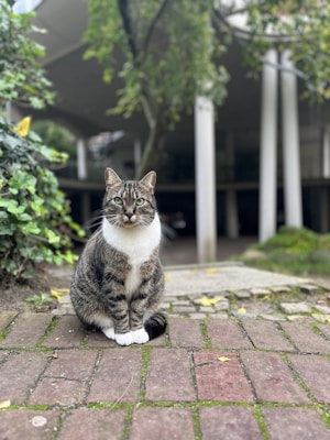 A tabby cat with a white chest and paws is sitting on a brick pathway. Surrounding the cat are green plants and bushes. In the background, there is a modern structure with columns and a canopy of trees overhead, creating a serene outdoor setting.