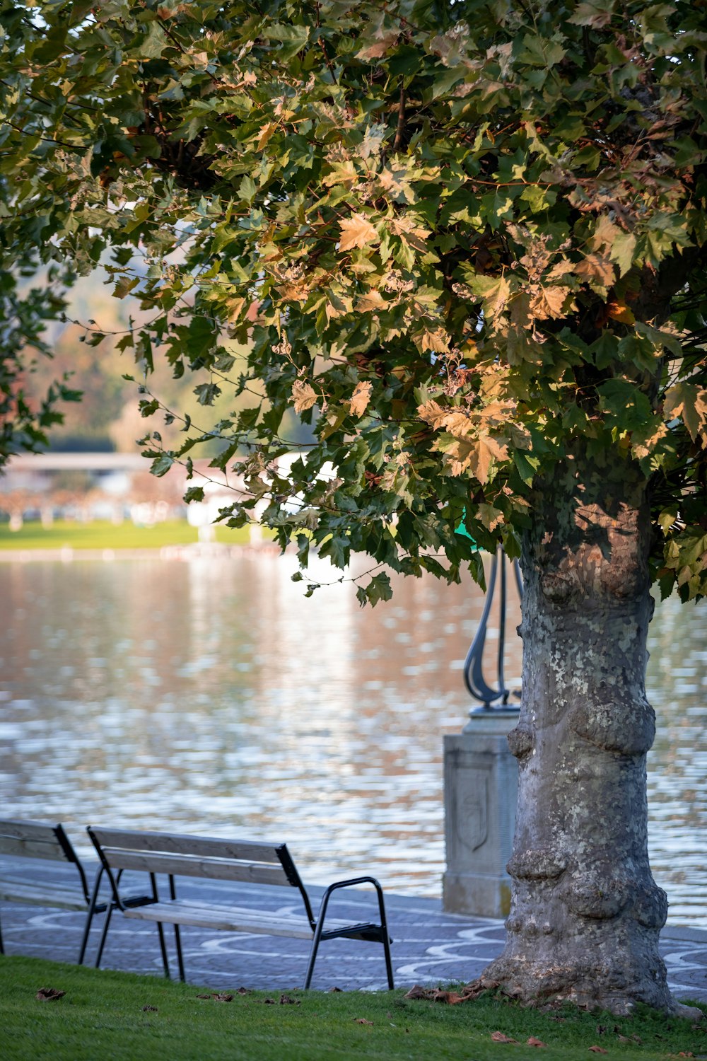 a bench under a tree next to a body of water