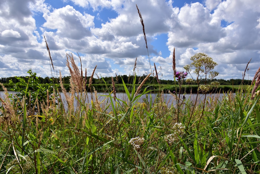 a field of tall grass next to a body of water