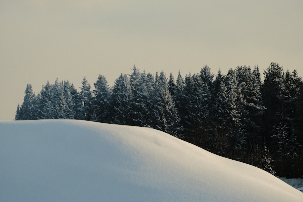 背景に木々が生い茂る雪に覆われた丘