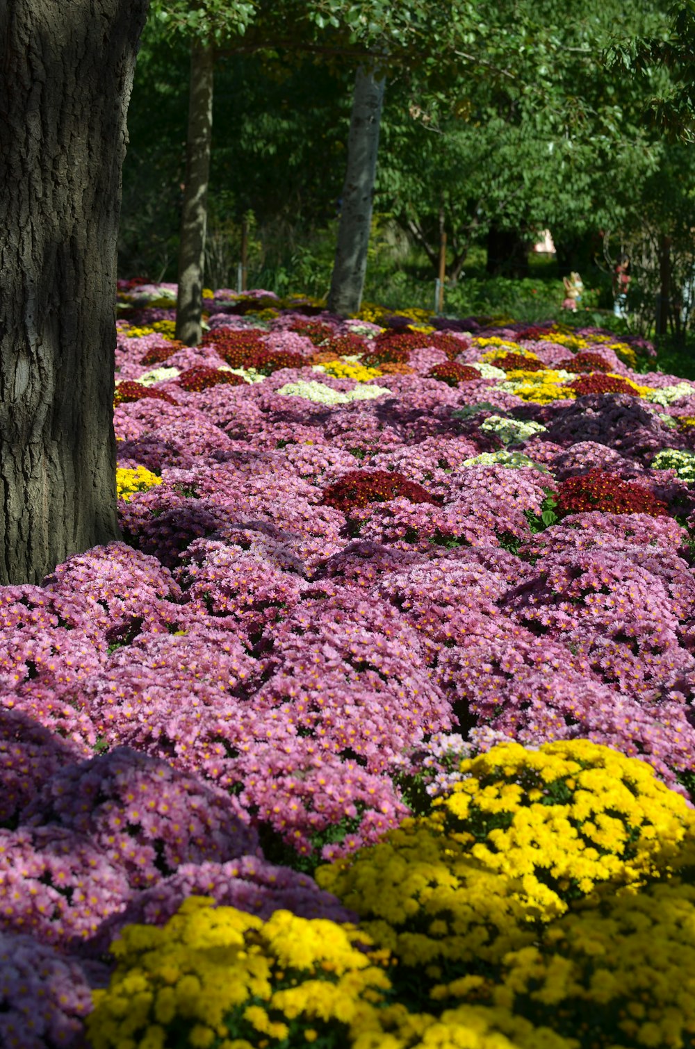 Un parque lleno de muchas flores junto a un árbol