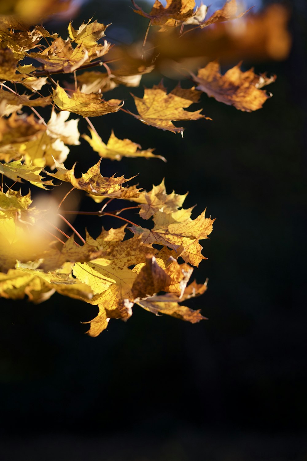 a close up of a tree with yellow leaves