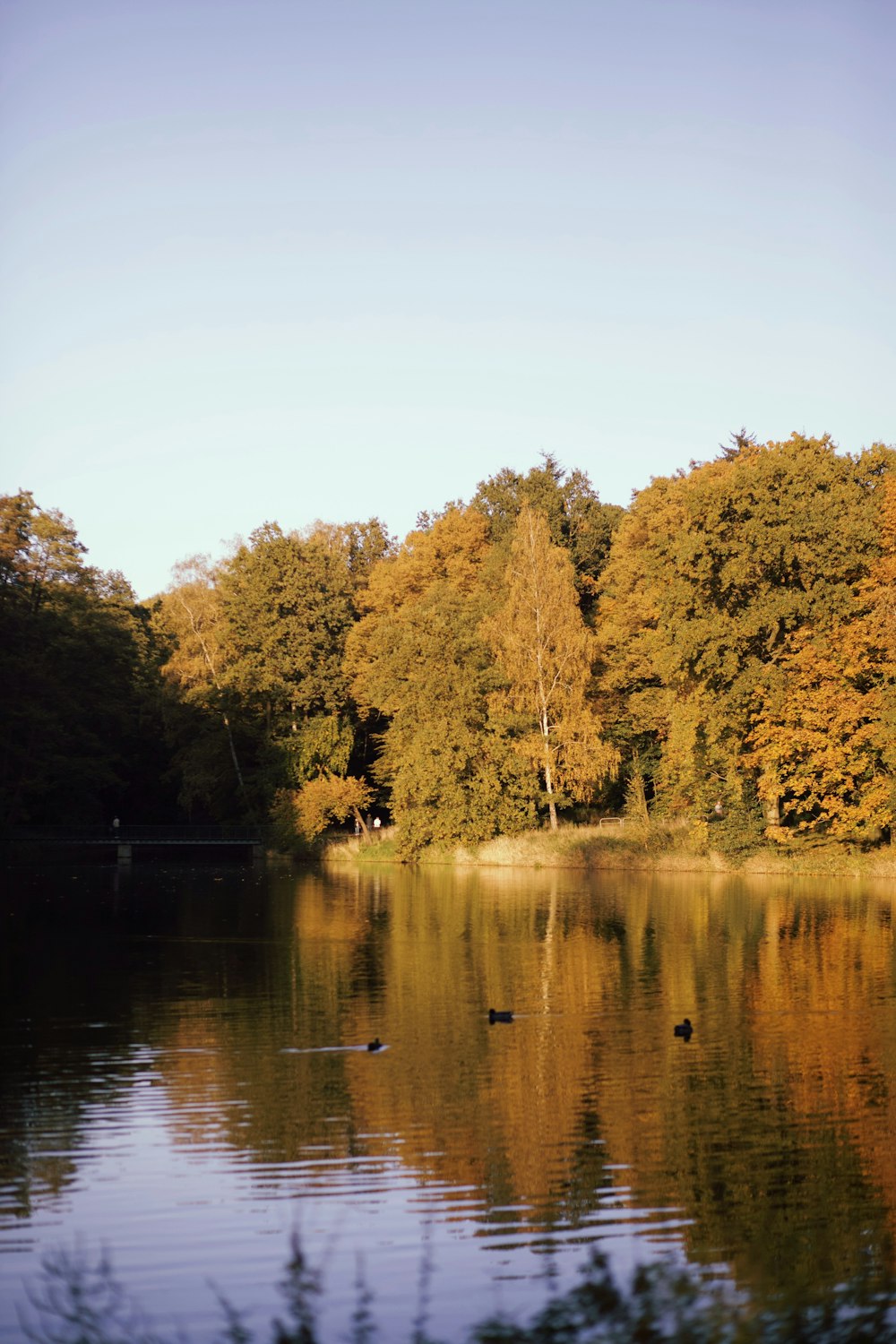 a body of water surrounded by lots of trees