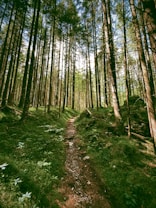 A serene forest scene with tall, slender trees that form a dense canopy overhead. A narrow dirt path winds through the lush green undergrowth, saturated with ferns and small plants. Sunlight filters through the leaves, creating intricate patterns of light and shadow on the forest floor.