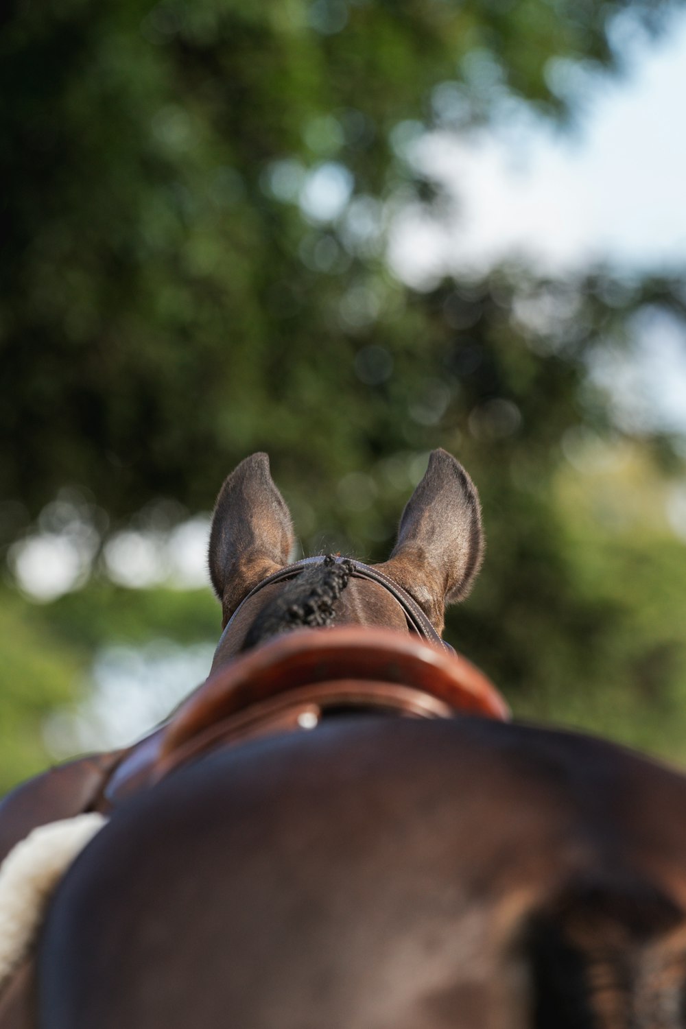 a close up of a horse's head with trees in the background