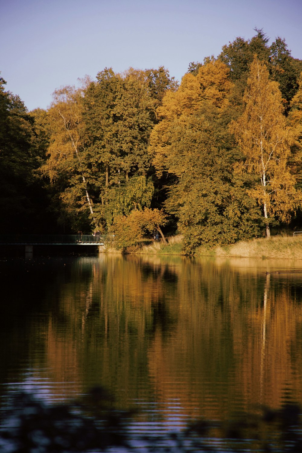 a body of water surrounded by lots of trees