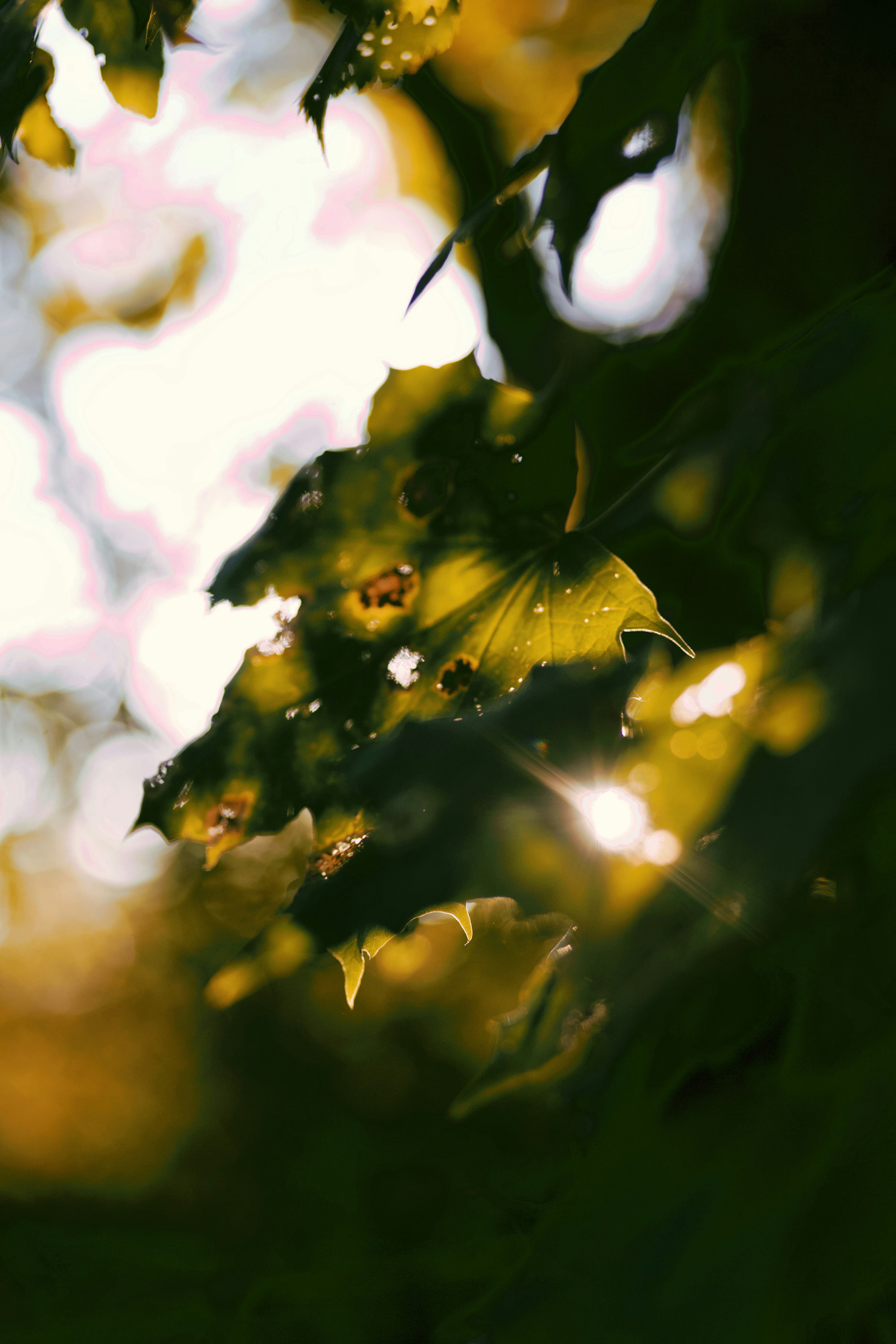 Photo by lerayastreba