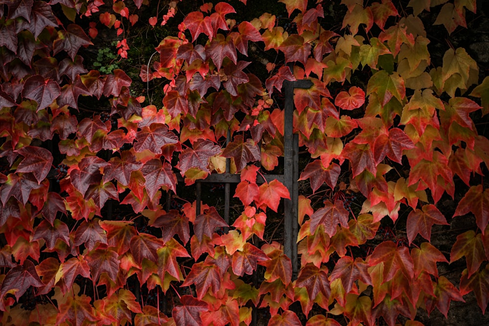 a cross surrounded by red and green leaves