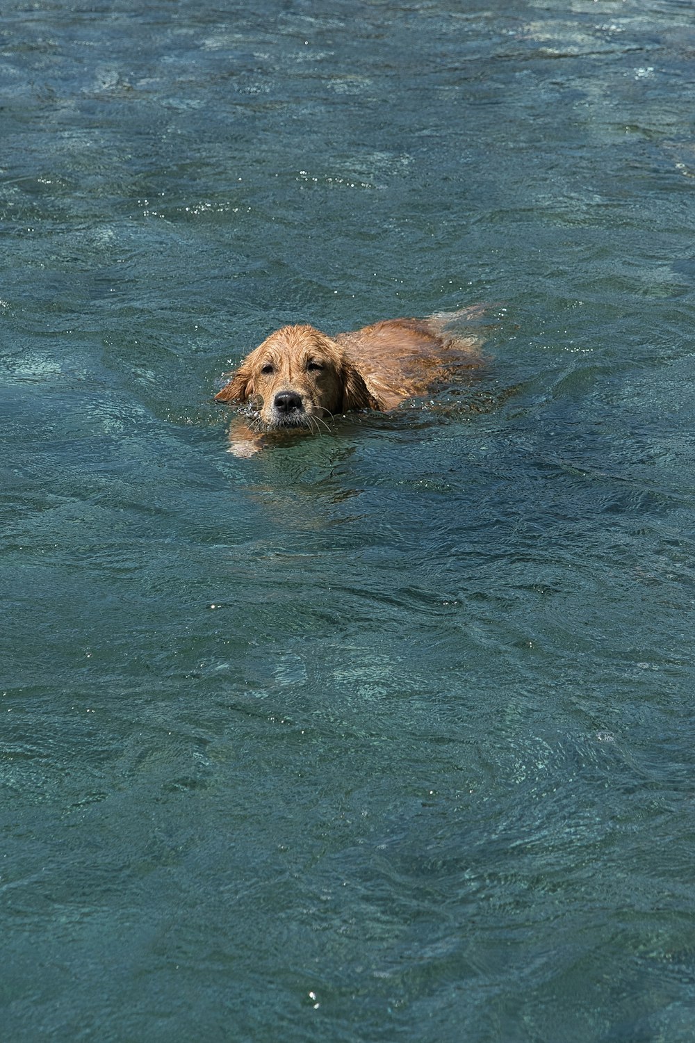 un chien nageant dans un plan d’eau