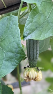 A green vegetable surrounded by lush leaves, with a cluster of ants gathering near its base.