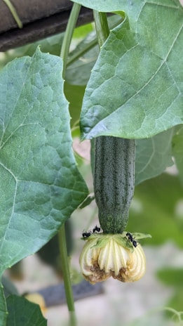 A green vegetable surrounded by lush leaves, with a cluster of ants gathering near its base.