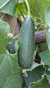 Crisp Cucumber Seeds