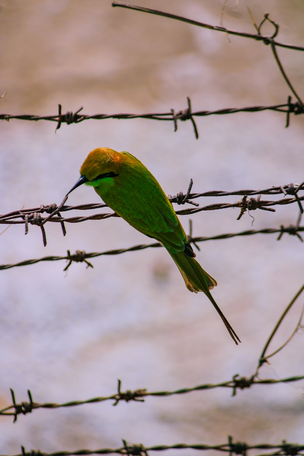 a green bird sitting on top of a barbed wire fence
