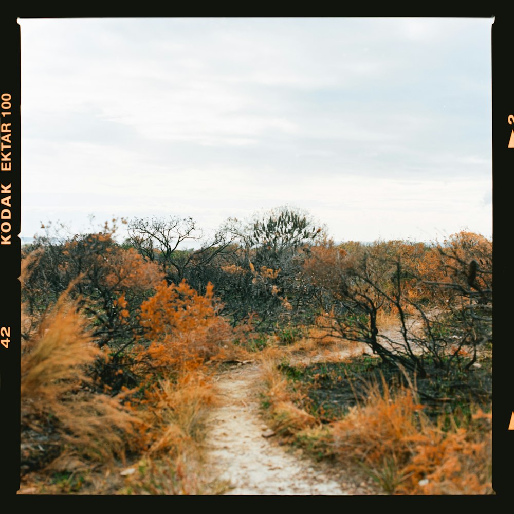 a picture of a path in the woods