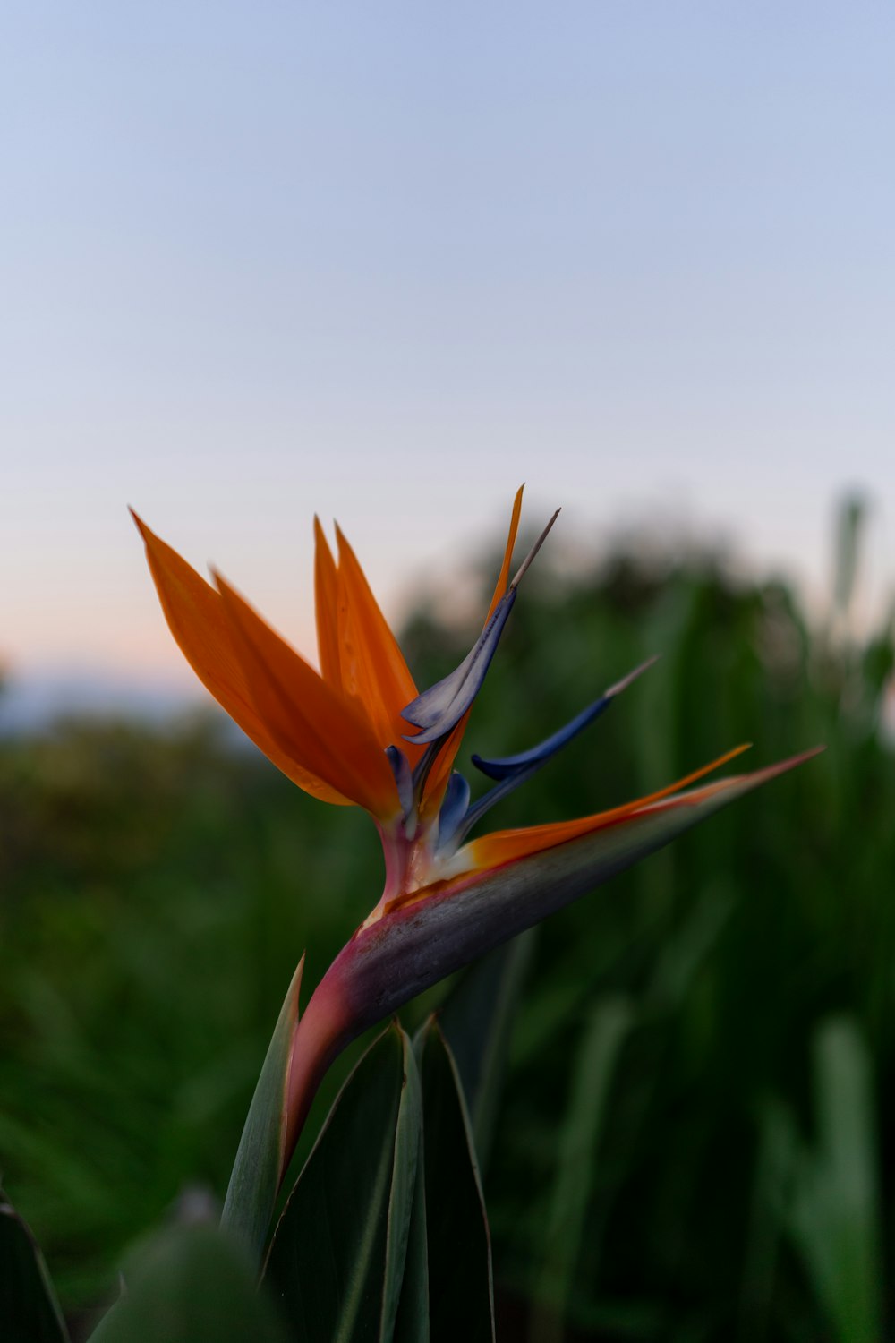 a bird of paradise flower in the middle of a field
