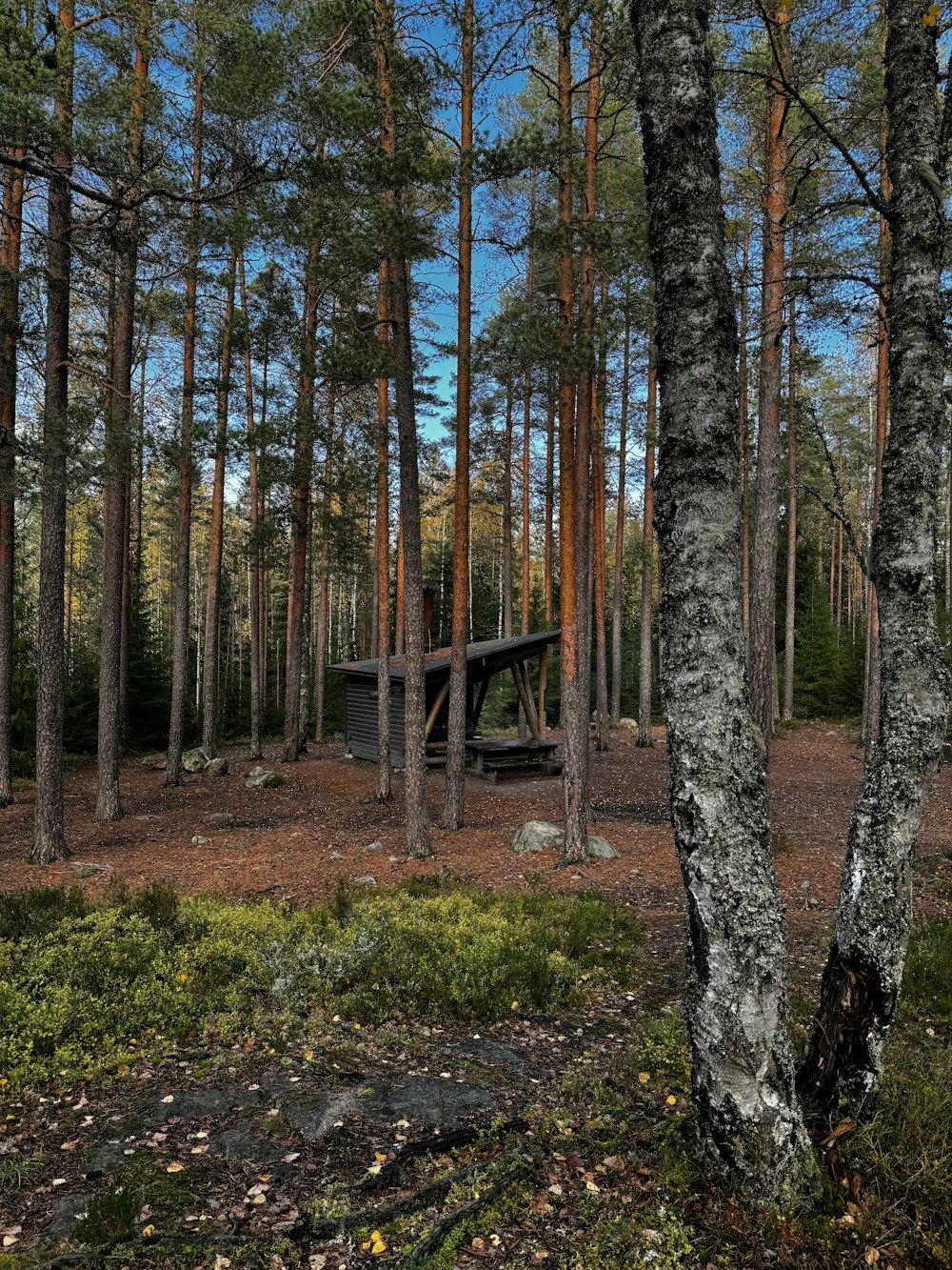 a picnic table in the middle of a forest