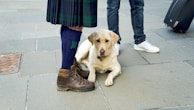 A golden Labrador retriever is lying down on a stone-paved surface. The dog is surrounded by people whose lower bodies are visible. One person is wearing a kilt, thick blue socks, and brown hiking boots, while another is in jeans with white sneakers. There is a black suitcase with wheels on the right side.