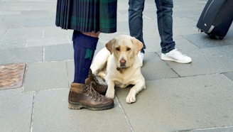 A golden Labrador retriever is lying down on a stone-paved surface. The dog is surrounded by people whose lower bodies are visible. One person is wearing a kilt, thick blue socks, and brown hiking boots, while another is in jeans with white sneakers. There is a black suitcase with wheels on the right side.